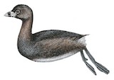 Pied-billed Grebe Illustration