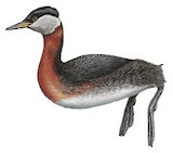 Red-necked Grebe Illustration