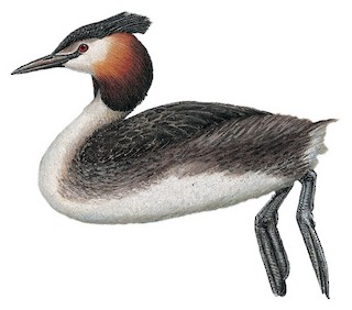 Podiceps cristatus australis