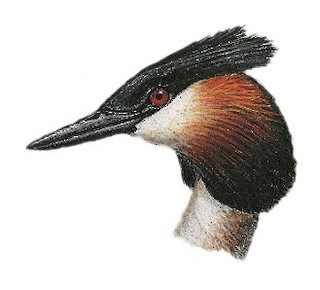 Podiceps cristatus infuscatus