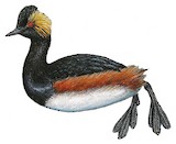 Black-necked Grebe Illustration