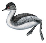 Silvery Grebe Illustration