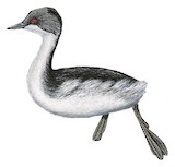 Junin Grebe Illustration