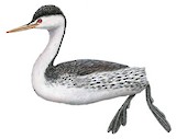 Clark's Grebe Illustration