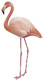 American Flamingo Illustration