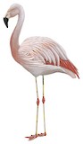 Chilean Flamingo Illustration