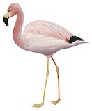 Andean Flamingo Illustration