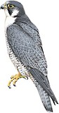 Peregrine Falcon Illustration