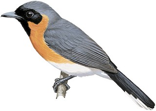 Symposiachrus trivirgatus albiventris