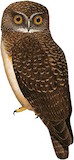 West Solomons Owl Illustration