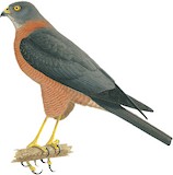 Collared Sparrowhawk Illustration