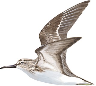 Calidris falcinellus falcinellus