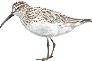 Calidris falcinellus falcinellus