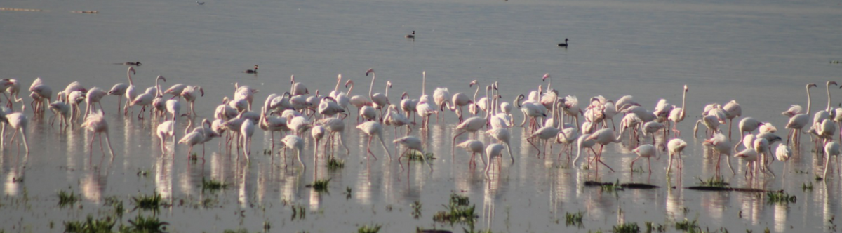 Greater Flamingo - ML153004071