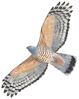 Aviceda subcristata stresemanni