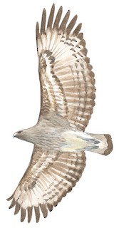 Icthyophaga humilis humilis