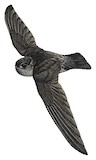 Drab Swiftlet Illustration