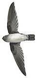 Tenggara Swiftlet Illustration