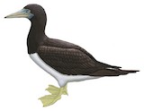 Brown Booby Illustration