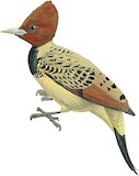 Kaempfer's Woodpecker Illustration