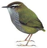 Bushwren Illustration