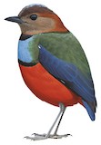 Sulawesi Pitta Illustration