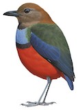 Louisiade Pitta Illustration