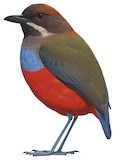 Whiskered Pitta Illustration