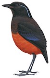 Graceful Pitta Illustration