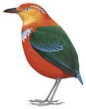 Blue-banded Pitta Illustration