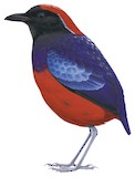 Garnet Pitta Illustration