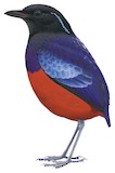 Black-crowned Pitta Illustration