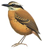 Eared Pitta Illustration