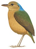 Blue-naped Pitta Illustration