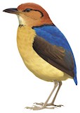 Schneider's Pitta Illustration