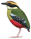 Green-breasted Pitta Illustration