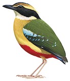 African Pitta Illustration