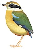 Indian Pitta Illustration