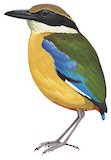 Mangrove Pitta Illustration