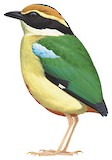 Fairy Pitta Illustration