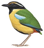 Ornate Pitta Illustration