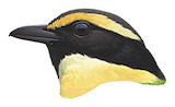 Elegant Pitta Illustration