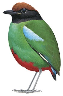 Pitta sordida cucullata