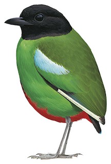 Pitta sordida mulleri