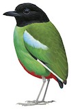 Hooded Pitta Illustration