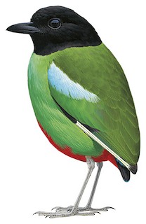 Pitta sordida mulleri