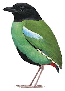 Pitta sordida sordida