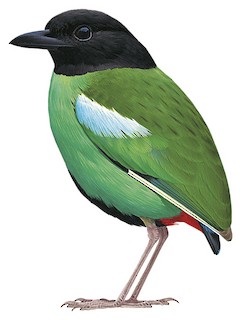 Pitta sordida sordida