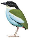 Azure-breasted Pitta Illustration