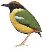 Noisy Pitta Illustration